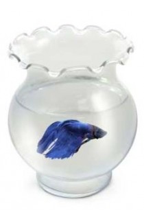 Koller Kraft Aqua Accents Scallop Glass Bowl Pint