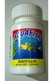 Ampicillin 60cap Bottle