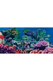 Static Cling Background Coral 36" X 18